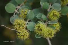 Anogeissus sericea